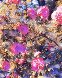 Roses for Virgin Maria