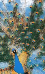 Royal Peacock