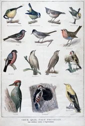 Useful birds in agriculture, 1896