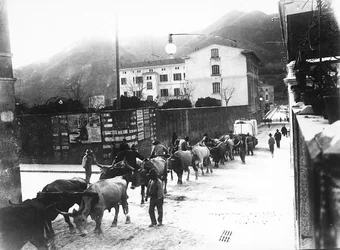 Some oxen used for the transport of marble from the Apuan quarries are made to walk along a road in Carrara
