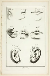 Design: Facial Anatomy from Encyclopédie