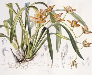 Iridorchis Gigantea