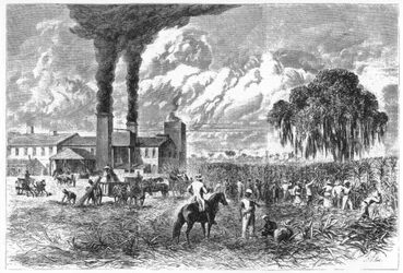 Sugar Plantation, New Orleans, 1870