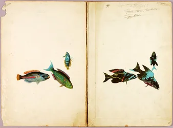 FISH, study folder for the book Concealing Coloration in the Animal Kingdom