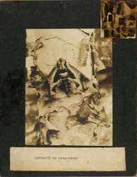 Hawkmoth on tree trunk, study folder for book Concealing Coloration in the Animal Kingdom
