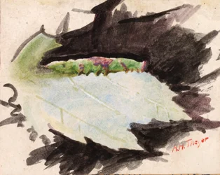 Heterocampa Biundata, Walker, Study for Book Concealing Coloration in the Animal Kingdom