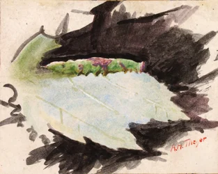 Heterocampa Biundata, study for book Concealing Coloration in the Animal Kingdom