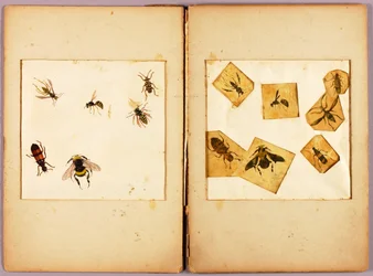 INSECTS--Colored (Best Bumblebees...), study folder for book Concealing Coloration in the Animal Kingdom