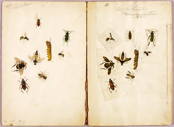 Insects - Colored, study folder for book Concealing Coloration in the Animal Kingdom