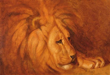 Lion at Rest