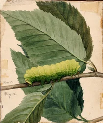 Lunar Caterpillar, study for the book Concealing Coloration in the Animal Kingdom
