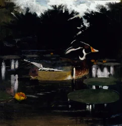 Male Wood Duck in a Forest Pool, study for the book "Concealing Coloration in the Animal Kingdom"
