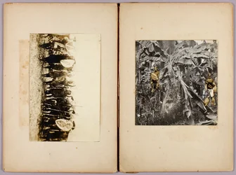 Maori and Other Savages, study folder for book Concealing Coloration in the Animal Kingdom