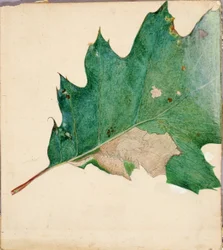 Oligocentra Lignicolor, Walker, study for book Concealing Coloration in the Animal Kingdom