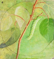 Sphinx Caterpillar, study for book Concealing Coloration in the Animal Kingdom