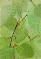 Sphinx Caterpillar, Study for Book Concealing Coloration in the Animal Kingdom, n.d.