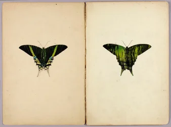 Urania Moth, study folder for the book "Concealing Coloration in the Animal Kingdom"