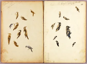 Woodpecker, study folder for the book Concealing Coloration in the Animal Kingdom