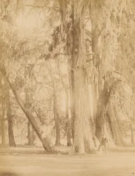 Mexico, Grove of Chapultepec, Near Mexico City