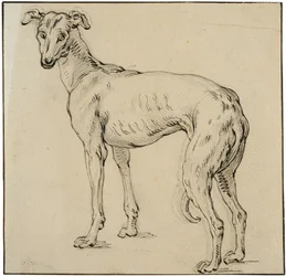 Greyhound