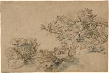 Studies of a Marrow Plant and Cabbages