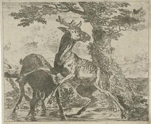 Startled Deer (Various Animals)