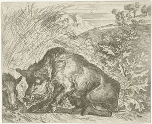 Wild Boar