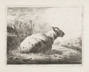 Lying Sheep