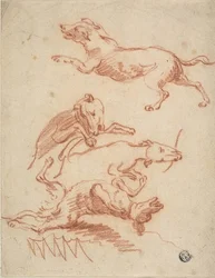 Sketches of Romping Dogs