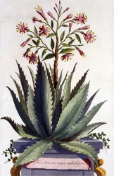 Aloe Serrata Major Umbellifera, from 
