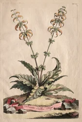 Phytographia Curiosa: Horminum Indicum Majus