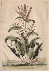 Phytographia Curiosa: Lapathum Sativum Antiquorum
