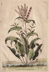 Phytographia Curiosa: Lapathum Sativum Antiquorum