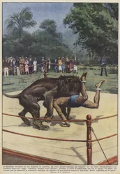 At the Los Angeles Zoo, a match between a lion was a great success