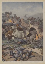 Oxen Driven by Russians on Cleared Lands Around Premysl Blown Up by Dynamite