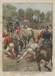 Characteristic festivals, a Roman joust of cows at the velodrome in the Cascine, Florence