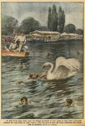 The Fury of a Swan