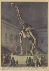 The skeleton of the largest land animal that ever existed, the brachiosaurus