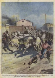 While being unloaded from railway wagons in Naples, 24 oxen managed to escape...