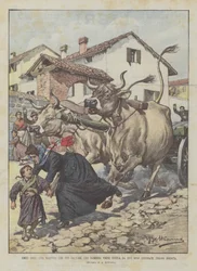 Humble Heroes, A Teacher Killed by Two Enraged Oxen While Saving a Girl Near Brescia