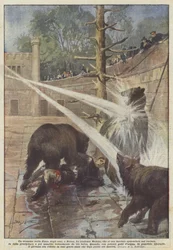 A Drama in the Bear Pit in Bern