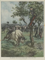 An exciting hunt for an escaped Argentine bull in Rifredi, near Florence