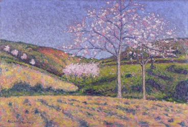 Almond trees in blossom