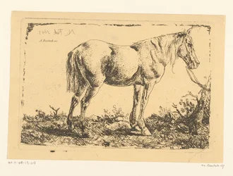 Horse by a tree