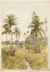 Palm trees, Colima