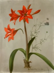 Amaryllis and Gilia