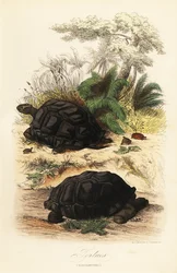 Aldabra giant tortoise, Aldabrachelys gigantea, vulnerable