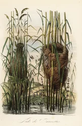 Nests of the Streaked Fantail Warbler, Cisticola juncidis, and Reed Warbler, Acrocephalus scirpaceus