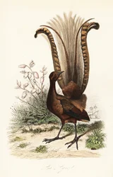 Superb lyrebird, Menura novaehollandiae, and false azalea, Menziesia ferruginea