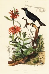 Trumpet manucode, beetle and wild dagga